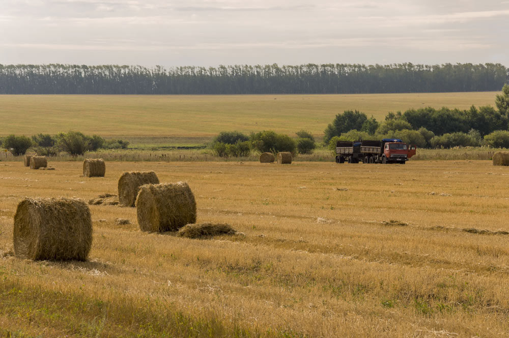 prairie field